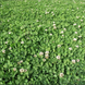 Біла мікроклевер Піполіна Green Up 0.5 кг bila-mikroklever-pipolina-green-up-0.5-kh фото 2